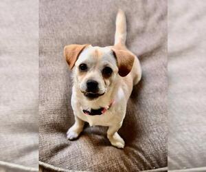 Chug Dogs for adoption in San Jose, CA, USA