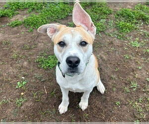 Labrador Retriever-Unknown Mix Dogs for adoption in Ocala, FL, USA