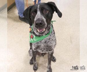 Pointer-Unknown Mix Dogs for adoption in Washington, DC, USA