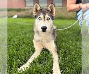 Siberian Husky-Unknown Mix Dogs for adoption in Modesto, CA, USA