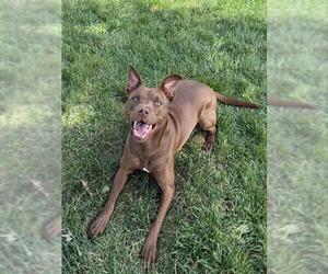 American Pit Bull Terrier-Siberian Husky Mix Dogs for adoption in Lee's Summit, MO, USA