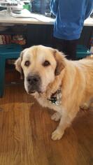 Golden Pyrenees Dogs for adoption in Valparaiso, IN, USA