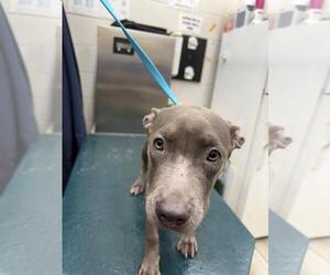 Labrador Retriever-Unknown Mix Dogs for adoption in Mobile, AL, USA