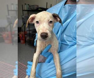 Pointer Dogs for adoption in San Antonio, TX, USA