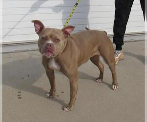 American Staffordshire Terrier Dogs for adoption in Louisville, KY, USA