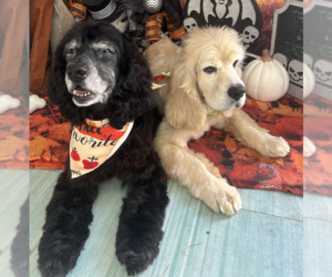 Cocker Spaniel Dogs for adoption in Brooklyn, NY, USA