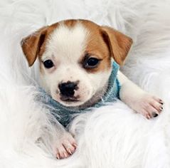 Jack Russell Terrier Dogs for adoption in Glendale , AZ, USA