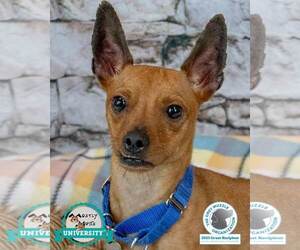 Chihuahua Dogs for adoption in Kennesaw, GA, USA