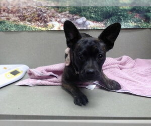 French Bulldog-Unknown Mix Dogs for adoption in Moreno Valley, CA, USA