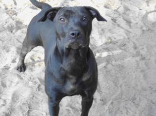Chipin Dogs for adoption in Redondo Beach, CA, USA
