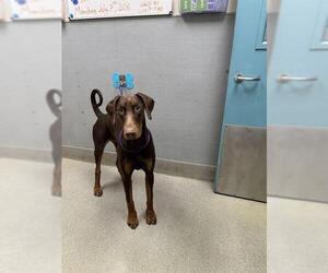 Doberman Pinscher-Unknown Mix Dogs for adoption in Las Vegas, NV, USA