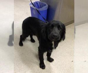 Spanador Dogs for adoption in Riverside, CA, USA