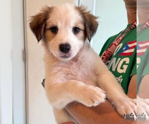 Labrador Retriever-Unknown Mix Dogs for adoption in Washington, DC, USA