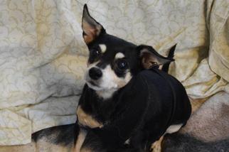 Miniature Pinscher Dogs for adoption in Liberty, IN, USA