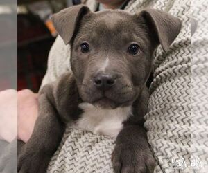 Labrador Retriever-Unknown Mix Dogs for adoption in Washington, DC, USA