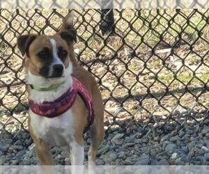 Chihuahua-Unknown Mix Dogs for adoption in Santa Cruz, CA, USA