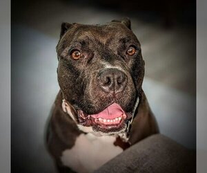 American Pit Bull Terrier Dogs for adoption in Louisville, KY, USA