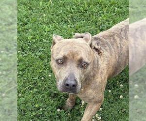 American Pit Bull Terrier-Unknown Mix Dogs for adoption in Tulsa, OK, USA