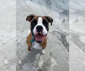 Boxer Dogs for adoption in Lewistown, PA, USA