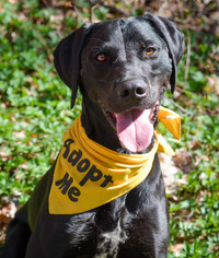 Mutt Dogs for adoption in Negaunee, MI, USA