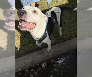 Staffordshire Bull Terrier-Unknown Mix Dogs for adoption in Houston, TX, USA