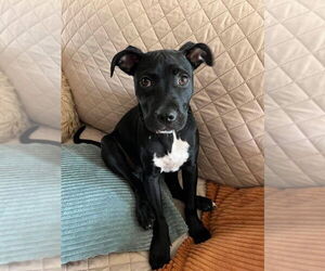Labrador Retriever-Unknown Mix Dogs for adoption in Germantown, OH, USA
