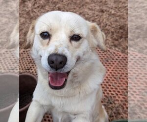Pomeagle Dogs for adoption in Milner, GA, USA