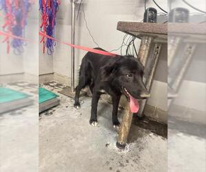 Mutt Dogs for adoption in Camarillo, CA, USA