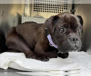 Frenchie Pug Dogs for adoption in Woodland, CA, USA