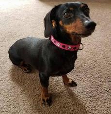 Dachshund Dogs for adoption in Oakley, CA, USA