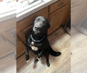 Labrador Retriever Dogs for adoption in Pottstown, PA, USA