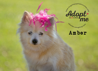 Pomeranian Dogs for adoption in Pearland, TX, USA