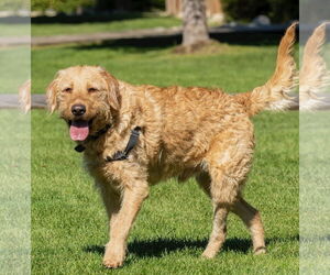 Labradoodle Dogs for adoption in Winter Park, CO, USA