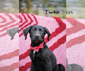 Mutt Dogs for adoption in Sandy, UT, USA