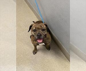 Mutt Dogs for adoption in Las Vegas, NV, USA