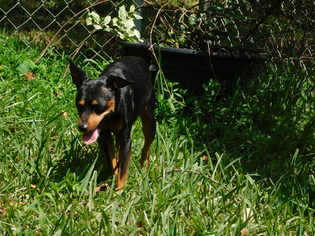 Miniature Pinscher Dogs for adoption in Tampa, FL, USA