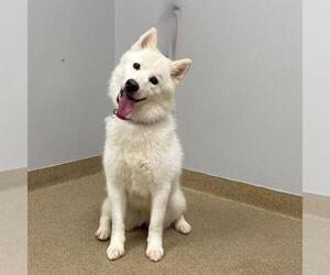 Huskimo Dogs for adoption in Aurora, CO, USA