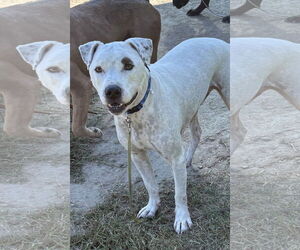 Staffordshire Bull Terrier-Unknown Mix Dogs for adoption in Virginia Beach, VA, USA