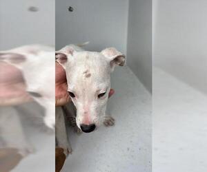 Mutt Dogs for adoption in Houston, TX, USA