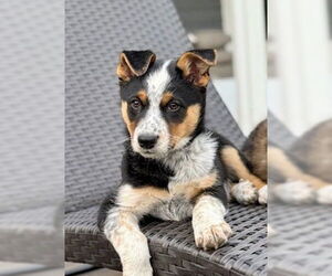 Australian Shepherd-Unknown Mix Dogs for adoption in Genesee, WI, USA
