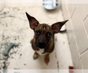 Mutt Dogs for adoption in Raleigh, NC, USA