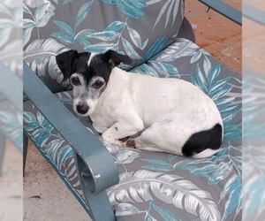 Jack-Rat Terrier Dogs for adoption in Tampa, FL, USA
