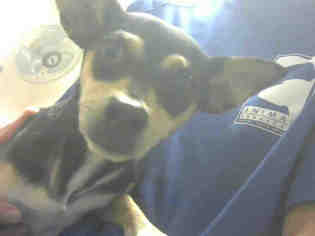 Medium Photo #1 Chihuahua Puppy For Sale in Martinez, CA, USA