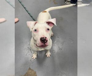 Mutt Dogs for adoption in Peoria, IL, USA