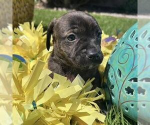 Chihuahua-Unknown Mix Dogs for adoption in San Diego, CA, USA