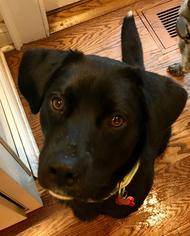 Labrador Retriever-Unknown Mix Dogs for adoption in Bedford Hills, NY, USA