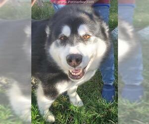 Alaskan Malamute Dogs for adoption in Palmer, AK, USA