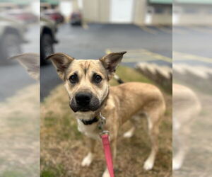 Labrador Retriever-Unknown Mix Dogs for adoption in Claremore, OK, USA