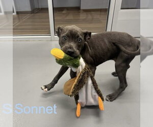 Mutt Dogs for adoption in Hilton Head, SC, USA