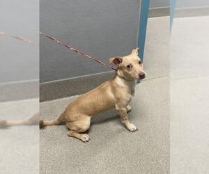 Chihuahua-Unknown Mix Dogs for adoption in Las Vegas, NV, USA
